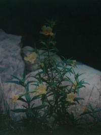 From the series "The Elephant's Foot" | DER GREIF