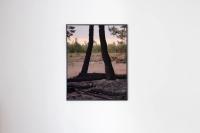 Installation view, Justus Lemm, "Burnt Trees After Wildfire", 2023. © Der Greif Studio | DER GREIF