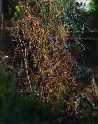 "Rosemary and Peas" | DER GREIF