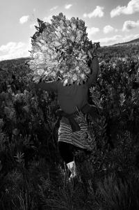 Protean Routes - Jansen van Staden | DER GREIF