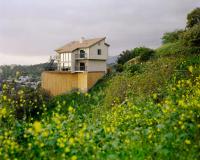 Mustard Flower Overgrowth | DER GREIF