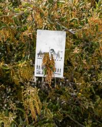 "Lompo/Lompoc, La Purisima Mission / 1 out of 3 locations of the Chumash revolt of 1824, (Coastal Live Oak Tree)", 2023 | DER GREIF