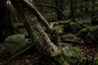 "Carngafallt Wood (landscape in moonlight)" | DER GREIF