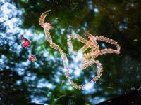 Sandra Lee Phipps, "Rose Internal" from the series "Lessons in Survival" | DER GREIF