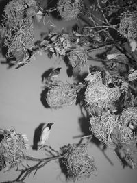 "Creature #3" | DER GREIF
