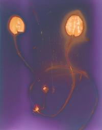 Sandra Lee Phipps, "Lumen 7" from the series "Lessons in Survival" | DER GREIF