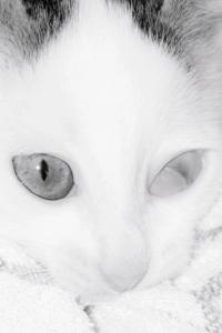 "Roulis", Greece, 2018 | DER GREIF