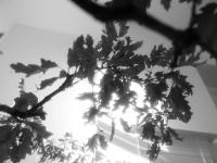"Branches" | DER GREIF