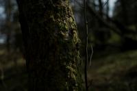"The Oaks, Frondorddu Cwm yr Escob (landscape in moonlight" | DER GREIF