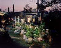 "Watering My Plants at Night" | DER GREIF