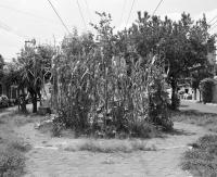 Arturo Soto, From "Today, something", Tepepan, Mexico City, Mexico, 2021 | DER GREIF