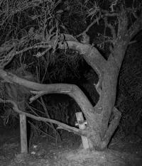 Untitled | DER GREIF