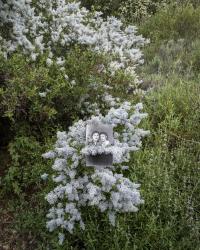 "Wililik / Santa Barbara, Road to Alaxuluxen, (Wild Lilac)", 2023 | DER GREIF