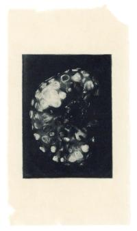 José Witteveen, Autumn flowers do not lie (1), Jersey, GBR, 2024 | DER GREIF