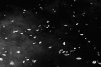 Untitled | DER GREIF