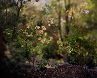 "Dead Roses at Sunset" | DER GREIF