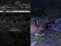 "Fyta / Bunny Kiss (diptych)", Greece, 2018 | DER GREIF