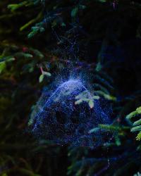 "Norton Island Web I", Norton Island, Maine, United States, 2025 | DER GREIF