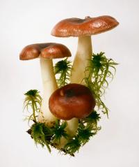 © Fred Waldvogel | DER GREIF