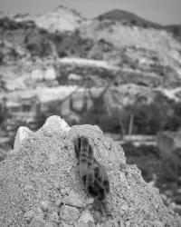 From the series "Why does the moon follow us everywhere we go?" | DER GREIF