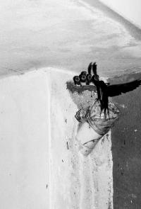 From the series "The Feral Cat Friend of the Desert Fox" | DER GREIF