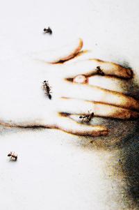 From the series "Ecos" | DER GREIF