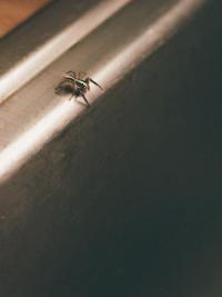 "Freefrall" | DER GREIF