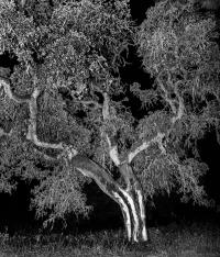 Untitled | DER GREIF