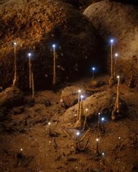 Alvin Ng X Der Greif Studio | DER GREIF