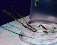 Caroline Heinecke, from the series "Future Food" | DER GREIF