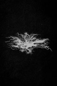 From the series "Presence" | DER GREIF