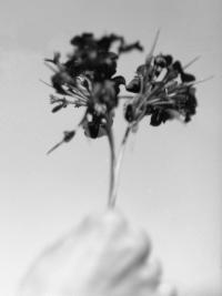 "The Offering", Costa Rica, 2026 | DER GREIF