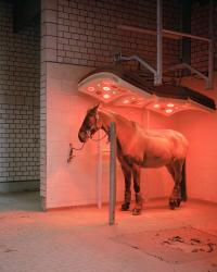 Daniel Chatard, Horse Pension, Essen-Bredeney, DEU, 2020 | DER GREIF