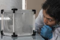Ms Sunita Baral captures a mosquito inside a rearing cage in the NHRC laboratories. | DER GREIF
