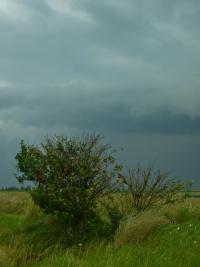 Southern masked weaver nests in a thorny acacia that protects the nests from predators, 2025 | DER GREIF