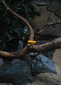 Anqi Li, "Coincidence", 2023. 80 x 64 cm. | DER GREIF