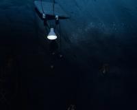 From the series "Ysanthem" | DER GREIF