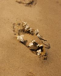 Saturnus, the God of Abundance. | DER GREIF