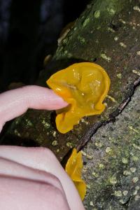 Elena Aya Bundurakis, "Touching Glutinous II" from the series "Eating Magma" | DER GREIF