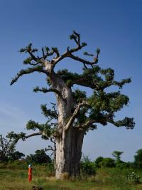 "The Prince" from the series “syzygy, the vision” | DER GREIF