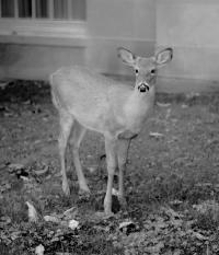 Soil, Air, Reverence | DER GREIF