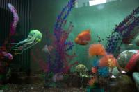 Pai New Home | DER GREIF