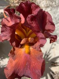 From the series "Like we could almost live forever" | DER GREIF