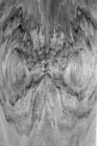 The Wing of the Tree or the Gaze of an Owl | DER GREIF