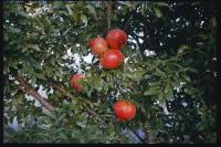 "Pomegranates" | DER GREIF