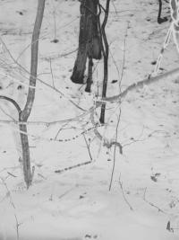 "When they migrate from the roots" | DER GREIF