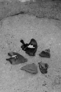 Untitled | DER GREIF