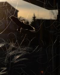 Silhouette of a bird of prey | DER GREIF