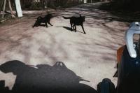 From "Futility" | DER GREIF