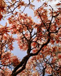 Laurie Broughton, "Blossom in Bute", 2024. | DER GREIF